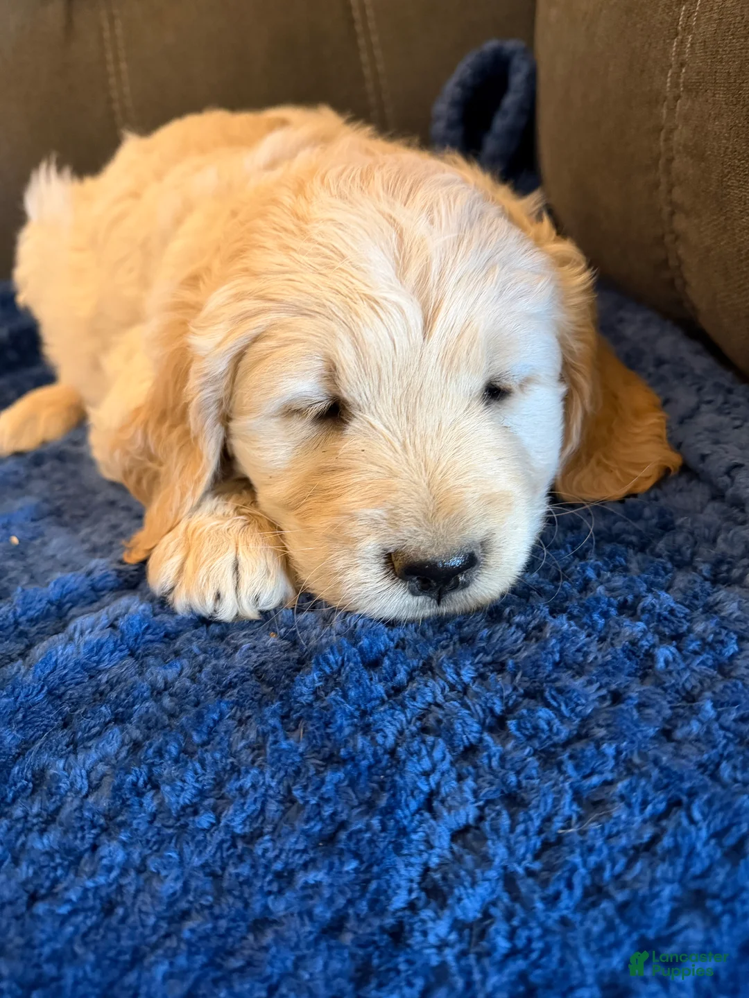 Goldendoodle dogs for sale: Precious  - Ad 2