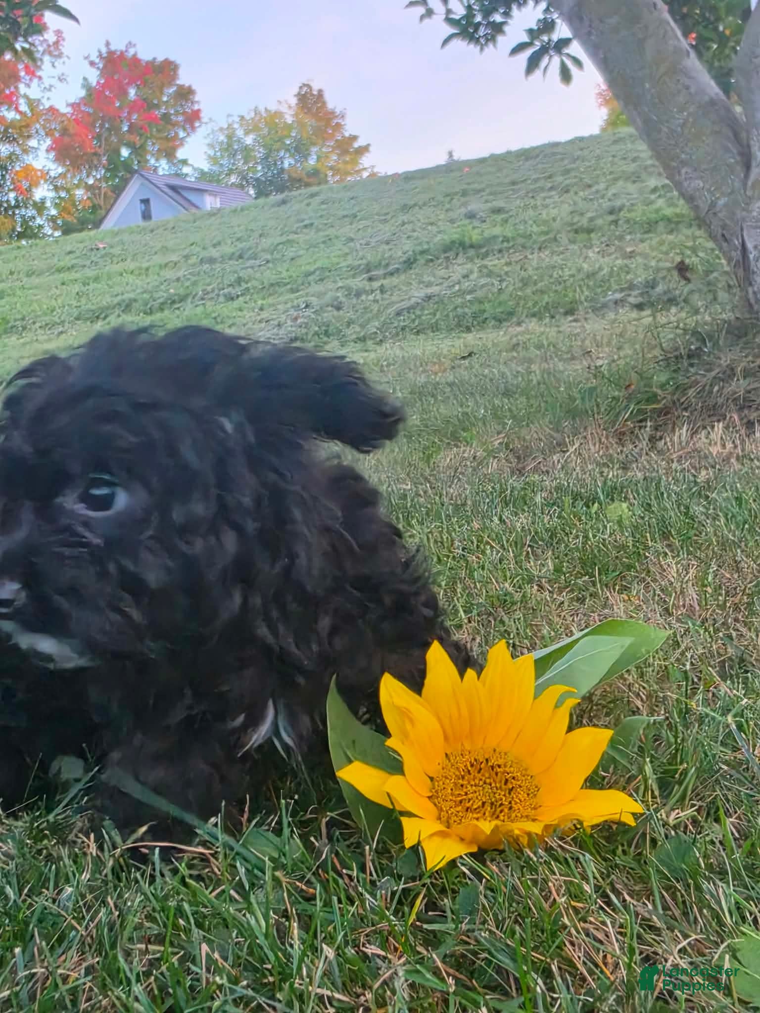 Yorkiepoo dogs Sailor - Ad 2
