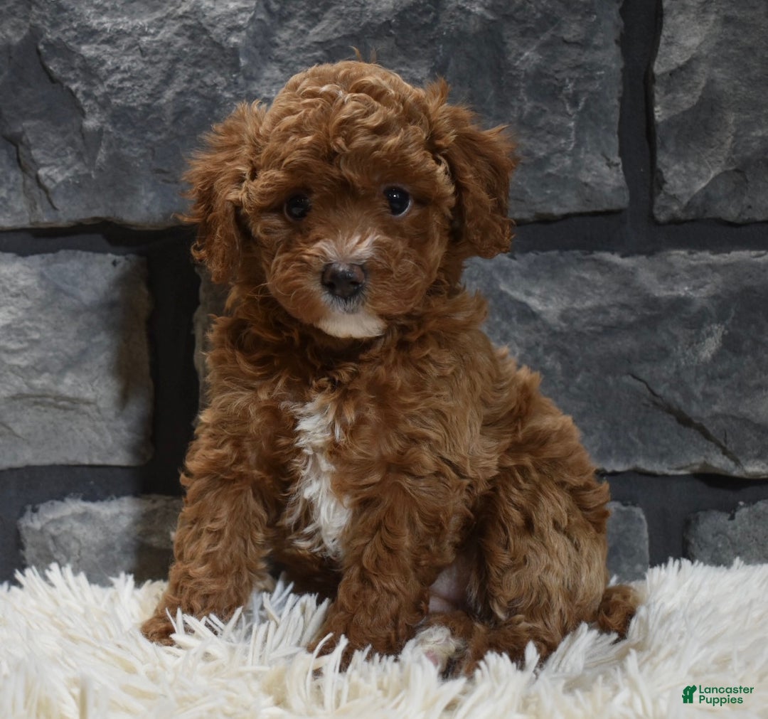Toy Poodle dogs for sale: Callie  - Ad 4