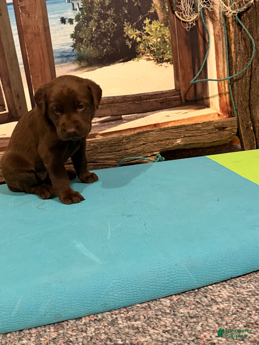 Labrador Retriever dogs for sale: Labrador Retriever ANNA MARIA - Ad 4