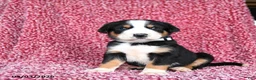 Greater Swiss Mountain Dog dogs for sale: Jack  - Ad 1