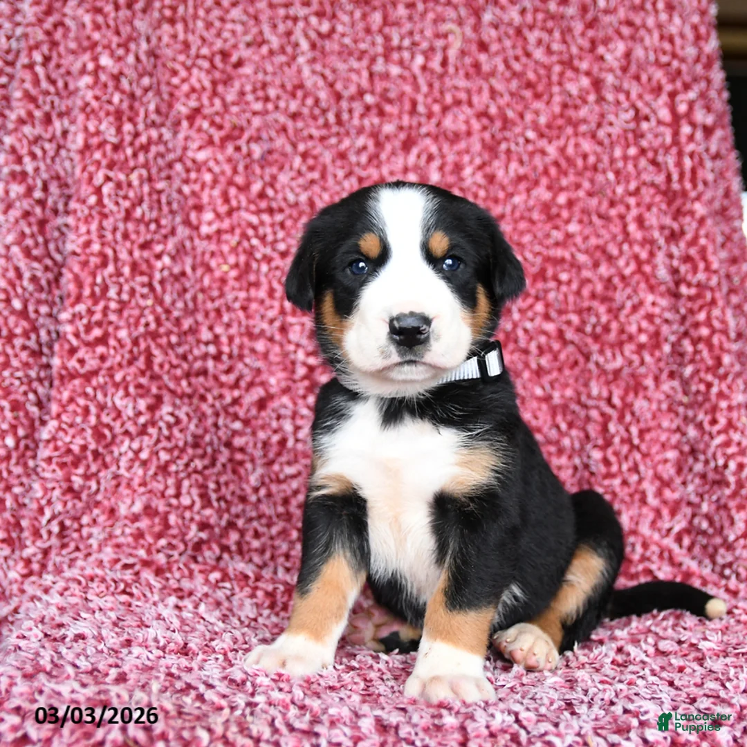 Greater Swiss Mountain Dog dogs for sale: Jack  - Ad 1
