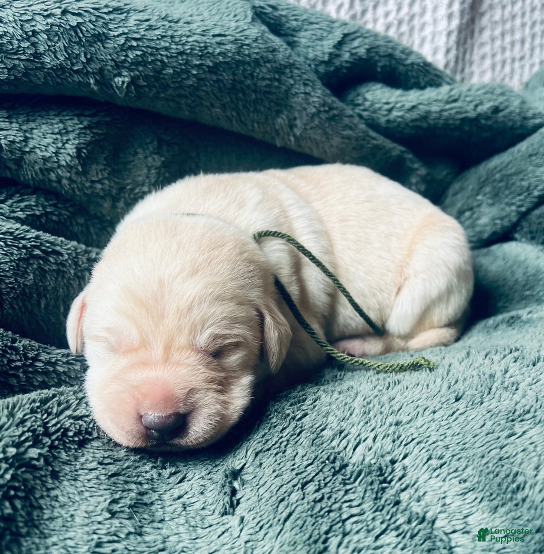 Labrador Retriever dogs for sale: Affogato  - Ad 2