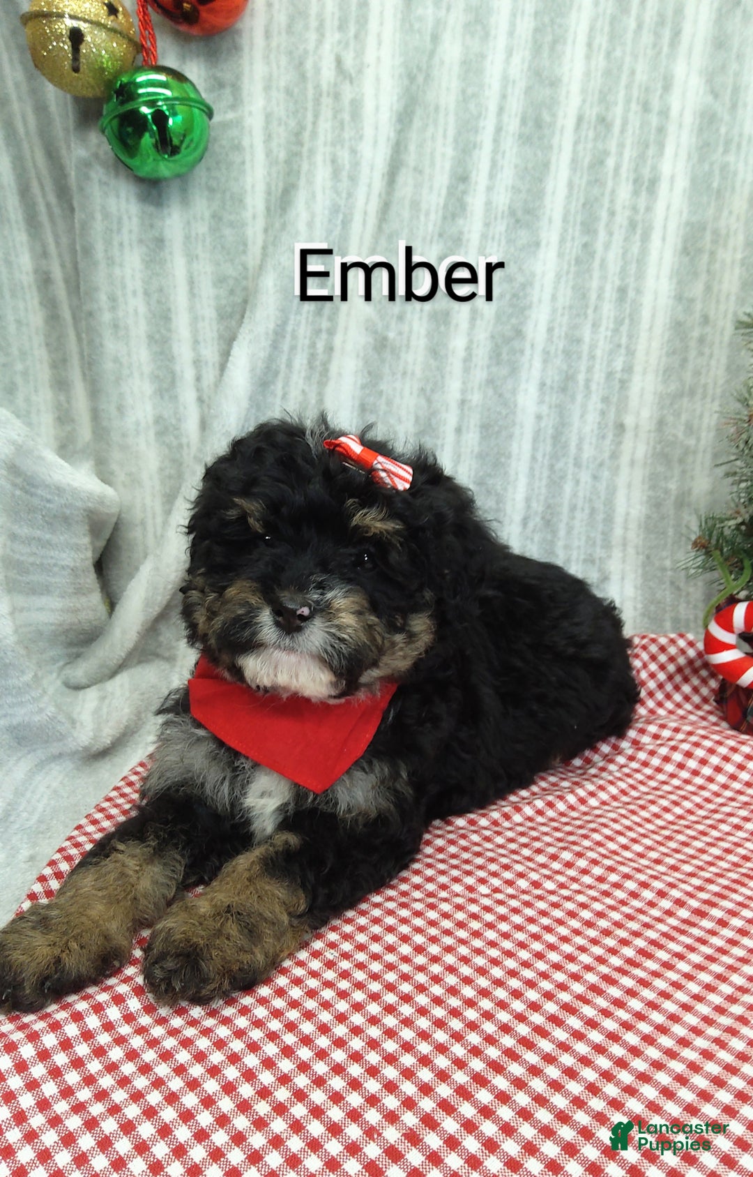Mini Bernedoodle dogs for sale: Ember - Ad 9