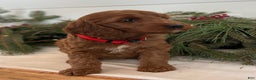 Irish Doodle dogs for sale: Maggie - Ad 7