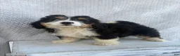 Mini Bernedoodle dogs for sale: Skye - Ad 7