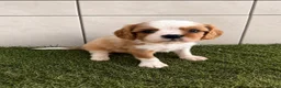 Cavalier King Charles Spaniel dogs for sale: Cavalier King Charles Spaniel 1 - Ad 1