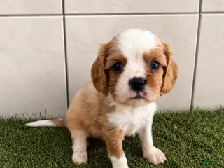 Cavalier King Charles Spaniel dogs Cavalier King Charles Spaniel 1 - Ad 37