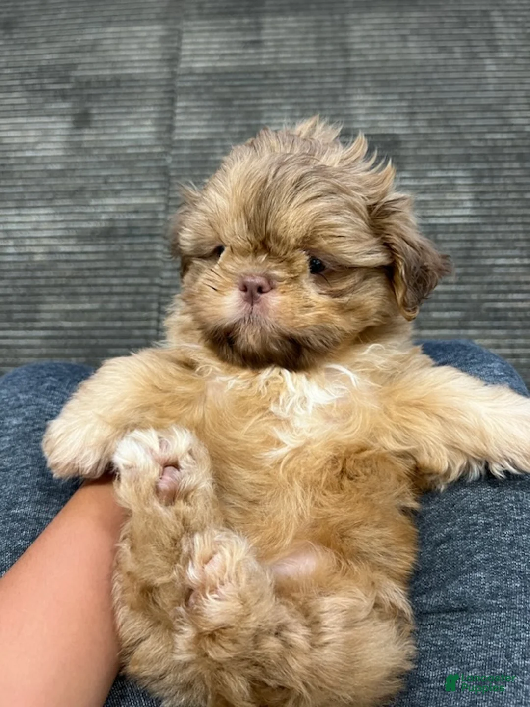 Gallery Image {{count}}