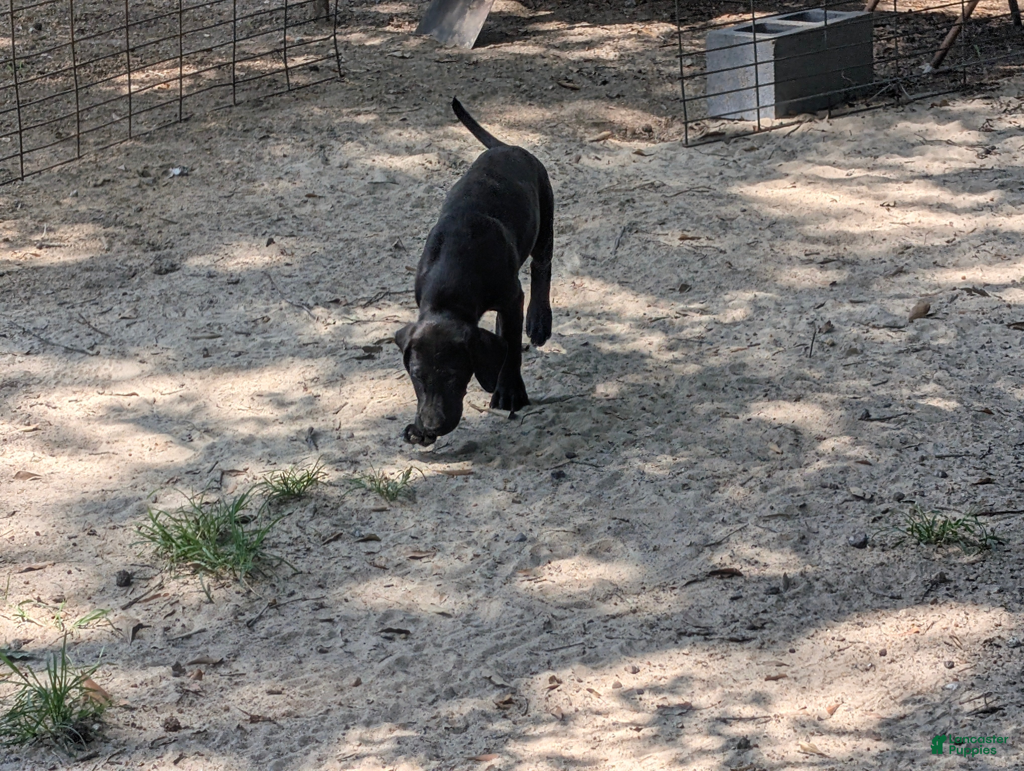 Labrador Retriever dogs Labrador Retriever 4 - Ad 2