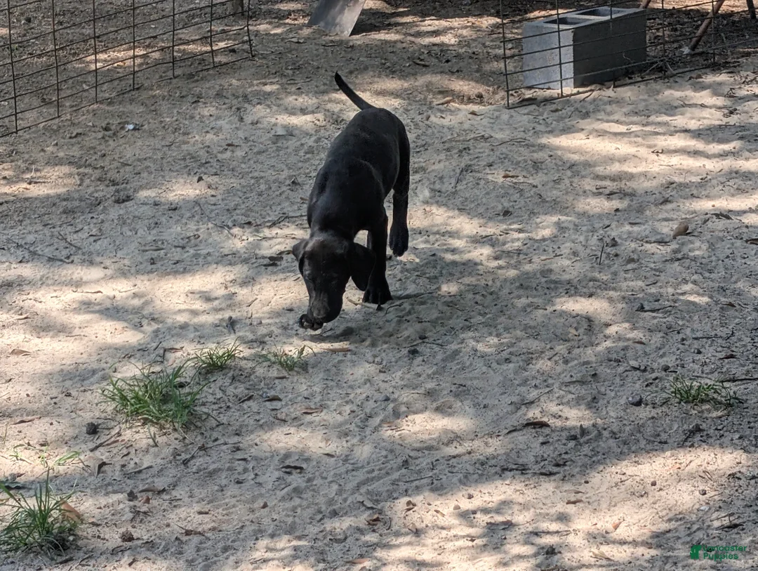 Labrador Retriever dogs for sale: Labrador Retriever 4 - Ad 2