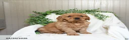 Miniature Golden Retriever dogs for sale: Jayden - Ad 3