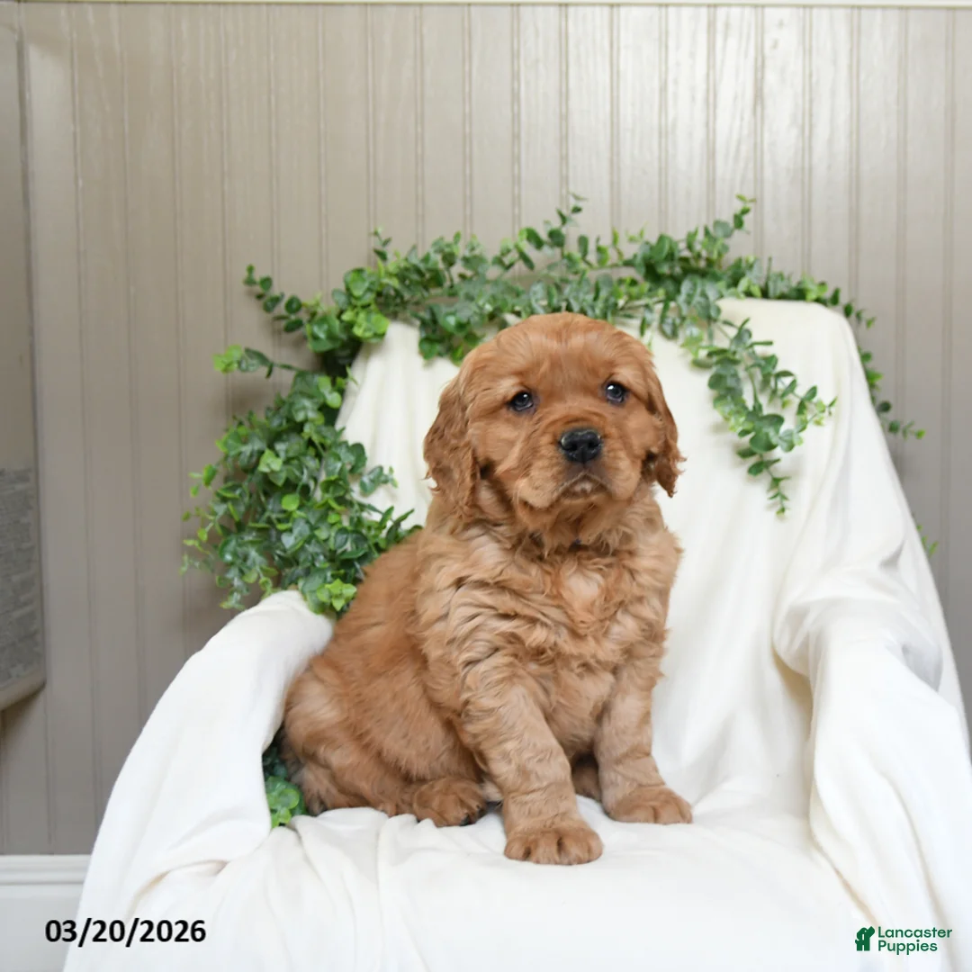 Miniature Golden Retriever dogs for sale: Jayden - Ad 3