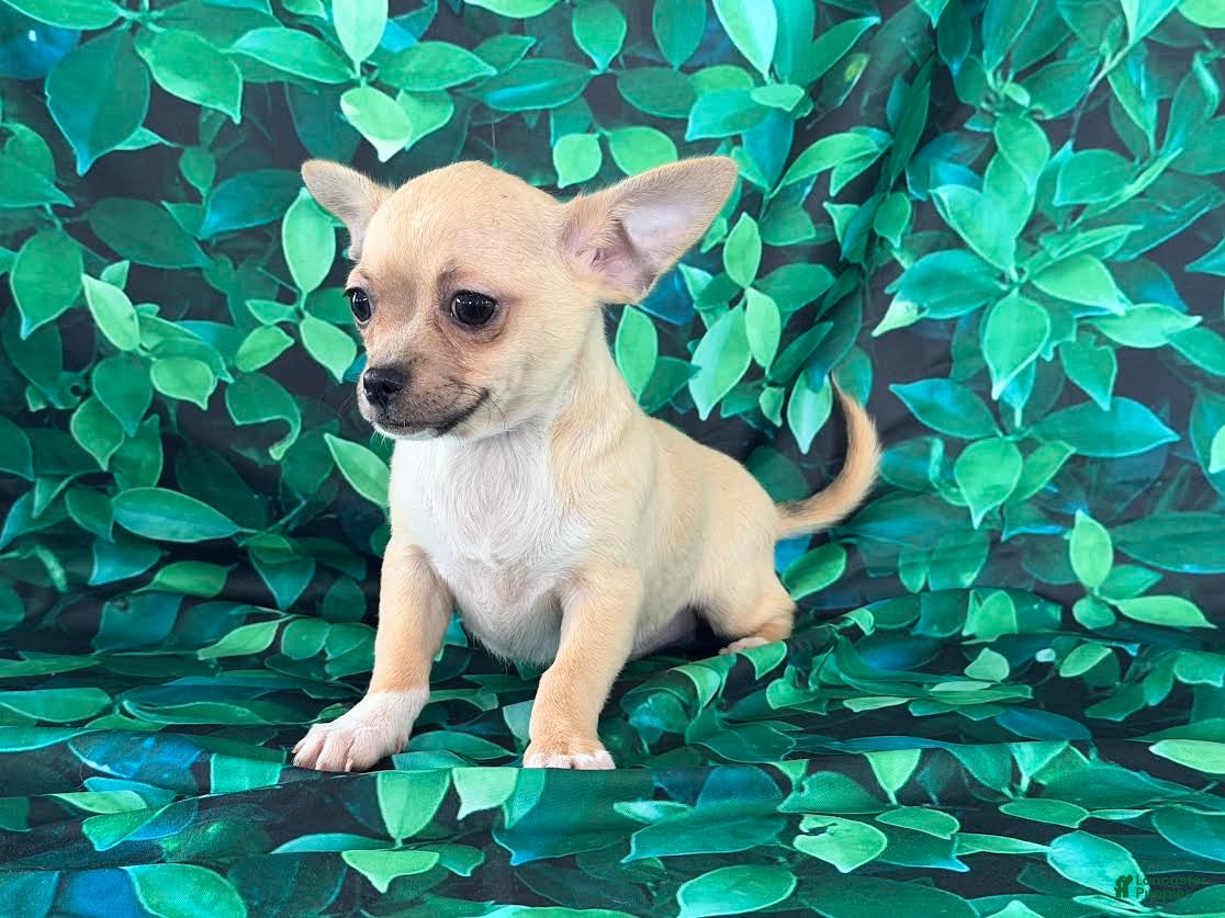 Chihuahua dogs Cody - Ad 2