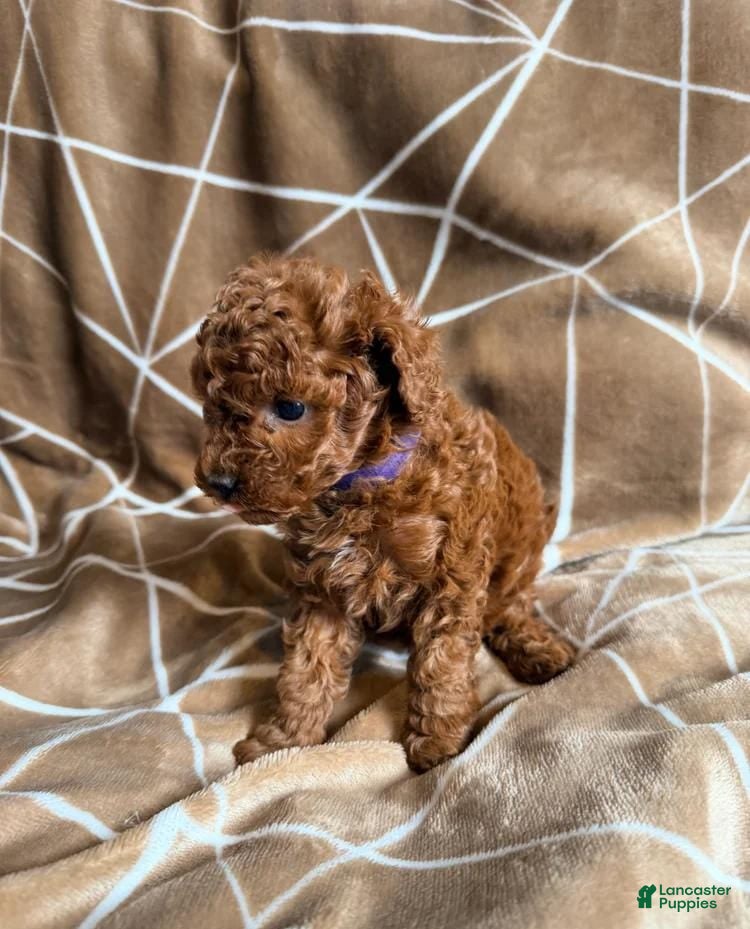 Cavapoo dogs Nicky - Ad 1