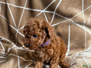 Cavapoo dogs Nicky - Ad 1