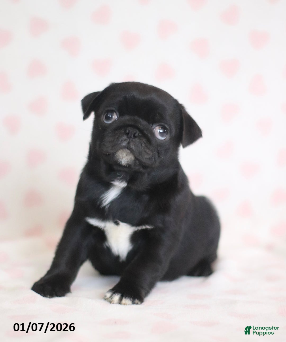 Pug dogs for sale: Bingo - Ad 3