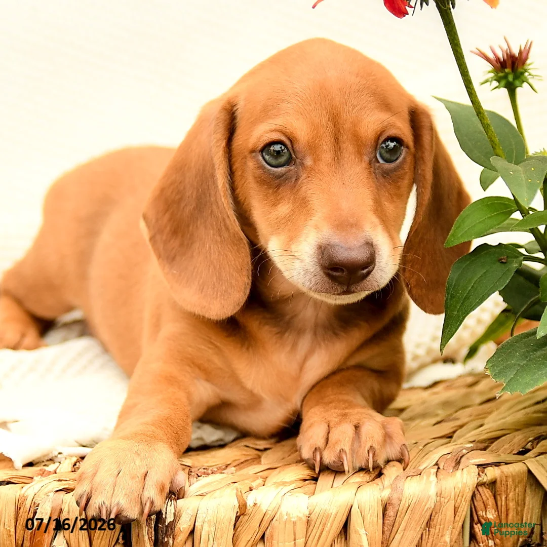 Miniature Dachshund dogs for sale: Gem  - Ad 1