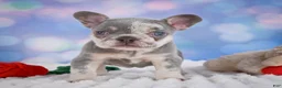 French Bulldog dogs for sale: Daffidill - Ad 6