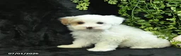 Maltipoo dogs for sale: Houston  - Ad 4