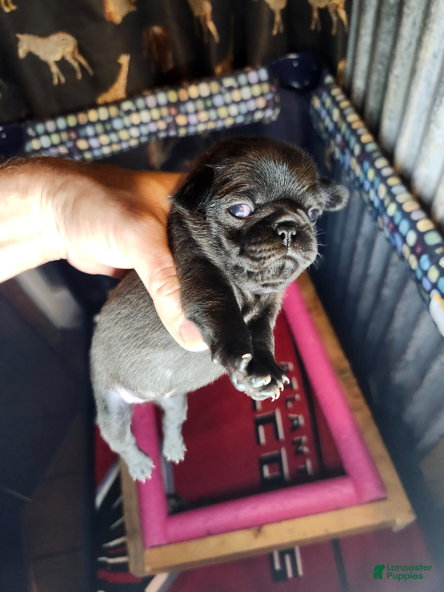 Pug dogs Pug Puppy 9 - Ad 11