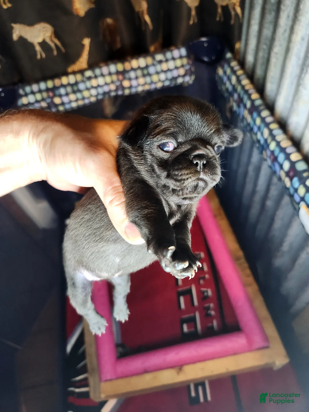 Pug dogs for sale: Pug Puppy 9 - Ad 1