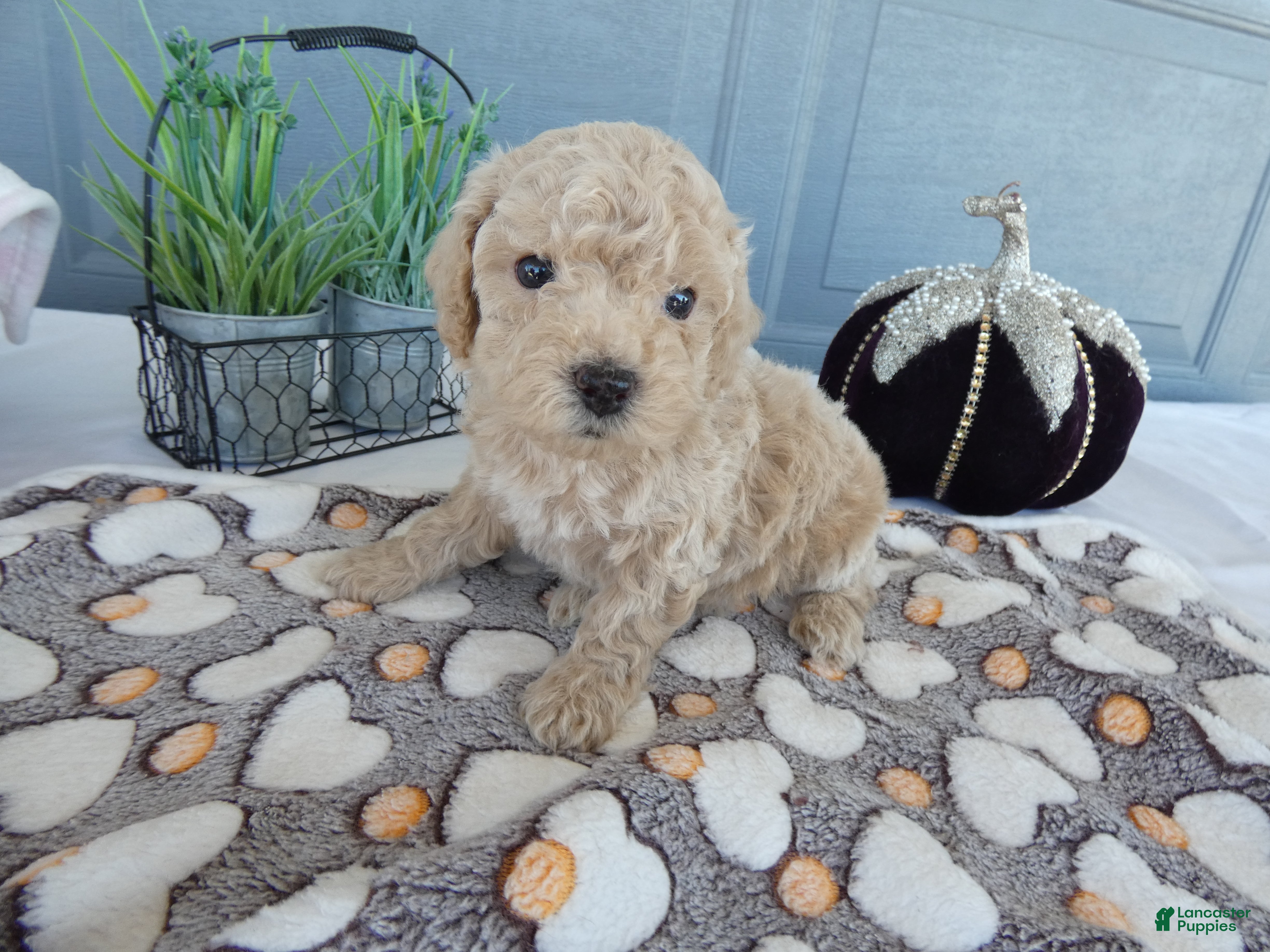 Toy Poodle dogs Toy Poodle 1 Oscar - Ad 13