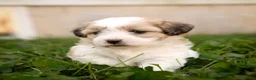 Teddy Bear dogs for sale: Willow - Ad 4