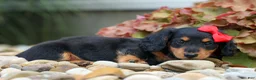 Miniature Dachshund dogs for sale: Tucker 🐶 - Ad 10