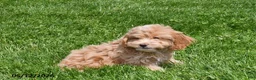 Cockapoo dogs for sale: Nellie - Ad 3