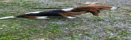 Basset Hound dogs for sale: Sister  - Ad 3