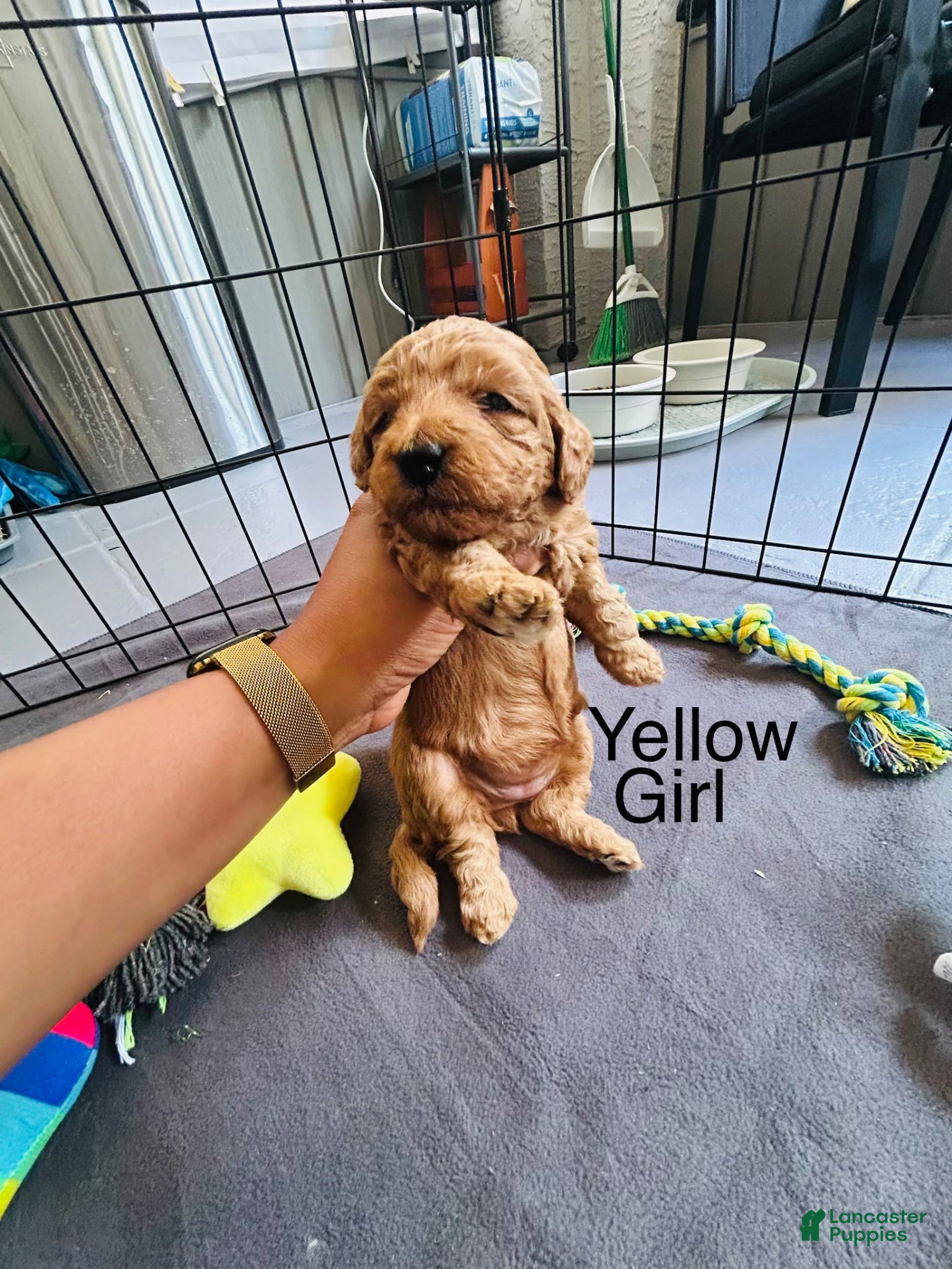 Mini Goldendoodle dogs for sale: Mini Goldendoodle Channel - Ad 1