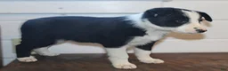 Border Collie dogs for sale: Pansy - Ad 4
