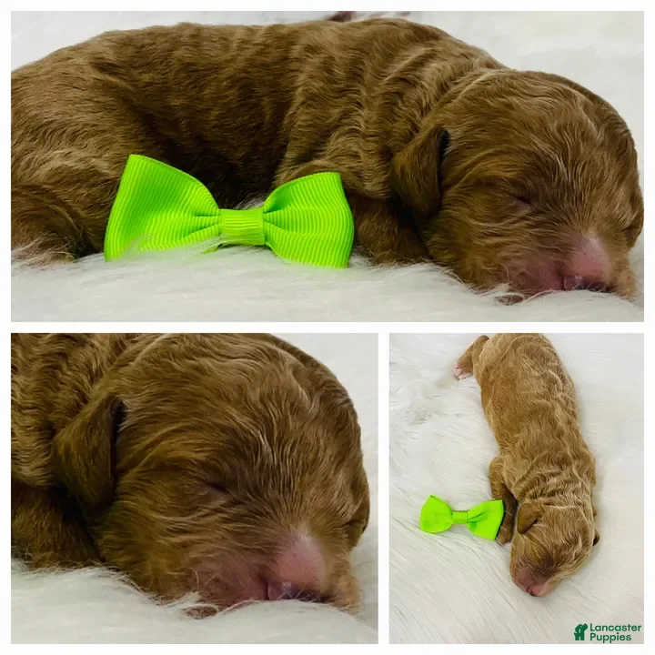 Standard Poodle dogs Dallas - Ad 1