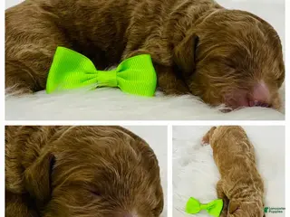 Standard Poodle dogs for sale: Dallas - Ad 1