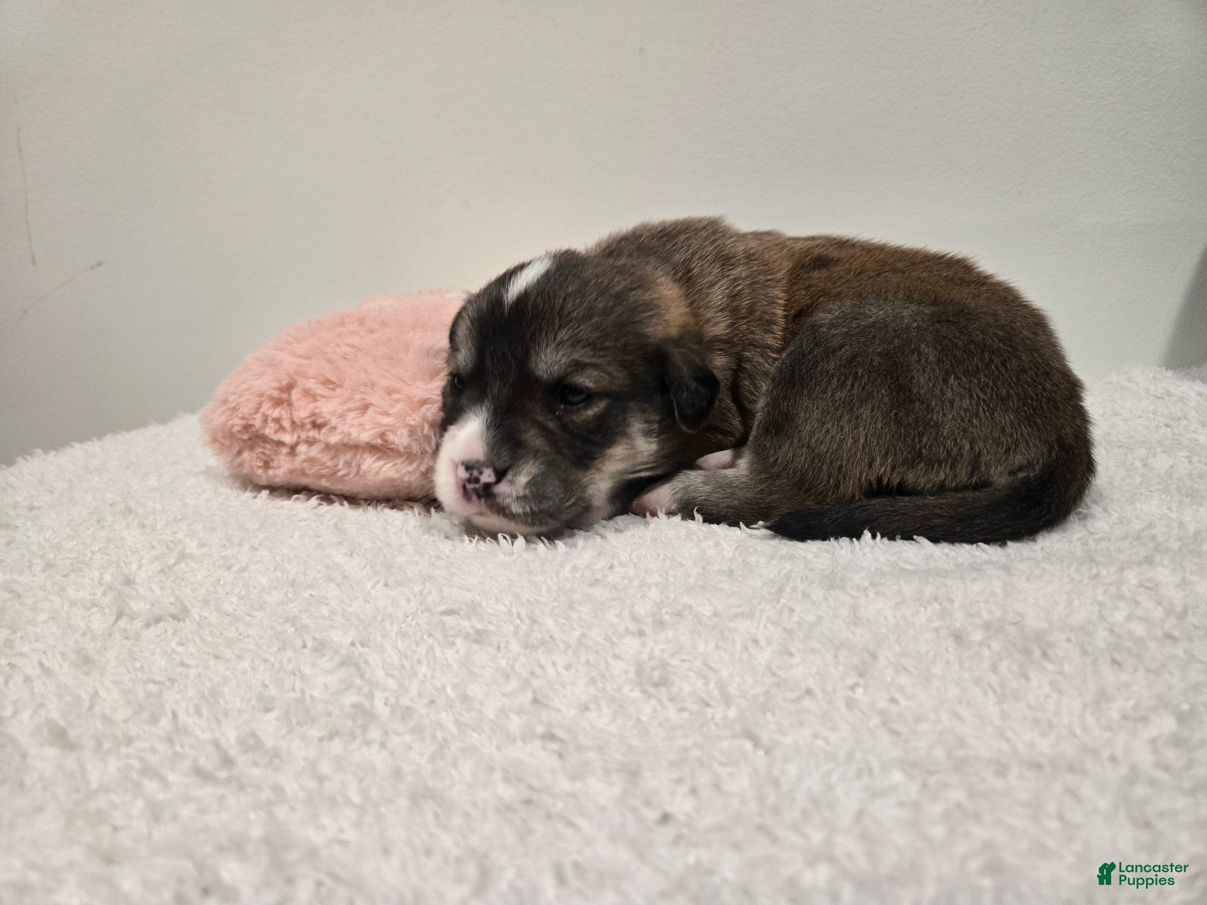 Mixed Breed dogs Juliette - Ad 24