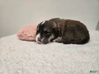 Mixed Breed dogs Juliette - Ad 33