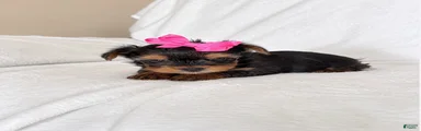 Yorkshire Terrier 4 AKC taylor