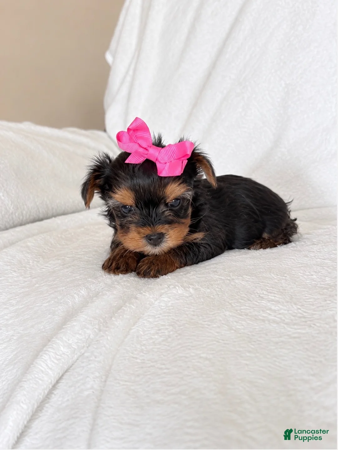 Yorkshire Terrier dogs for sale: Yorkshire Terrier 4 AKC taylor - Ad 1