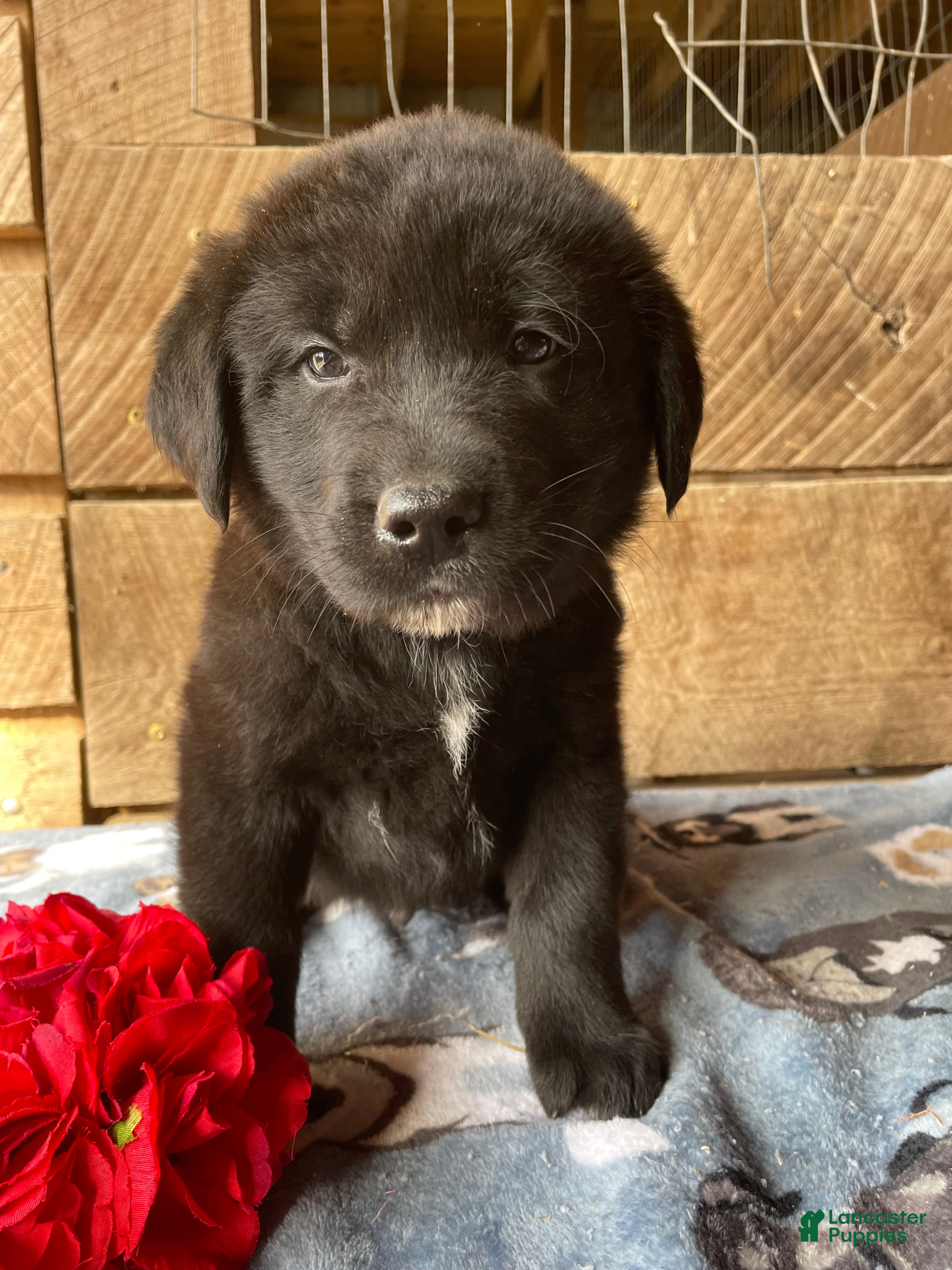 Mixed Breed dogs Yuki - Ad 21