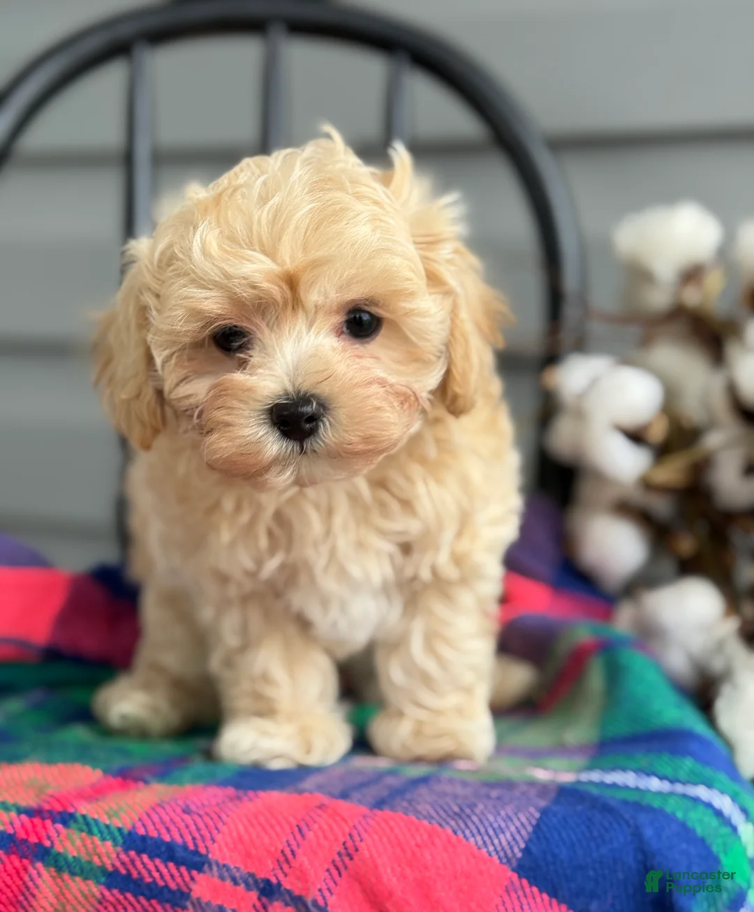 Maltipoo dogs for sale: Pal - Ad 1