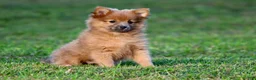 Pomeranian dogs for sale: Cinnamon - Ad 2