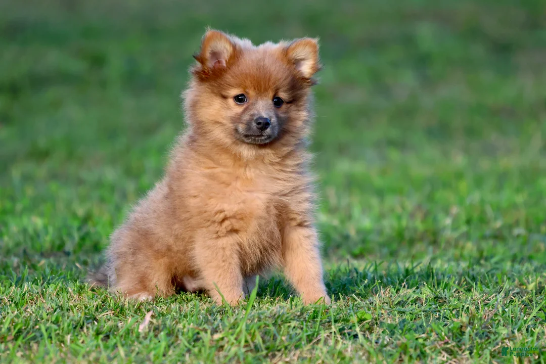 Pomeranian dogs for sale: Cinnamon - Ad 2