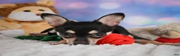 Chihuahua dogs for sale: Callie - Ad 4