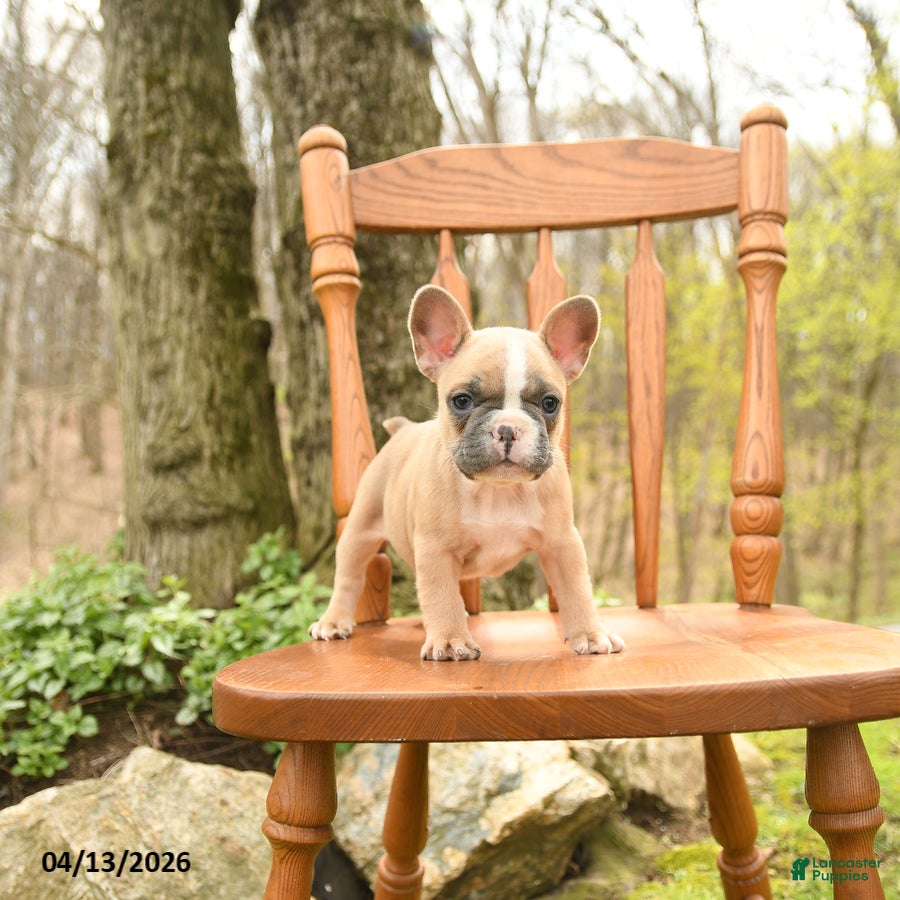 French Bulldog dogs Daffodile - Ad 2