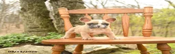 French Bulldog dogs for sale: Daffodile - Ad 5
