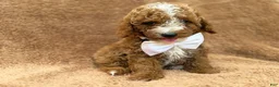 Mini Goldendoodle dogs for sale: Lane - Ad 8