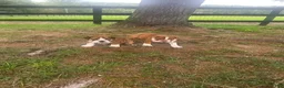 English Bulldog dogs for sale: Bella - Ad 6