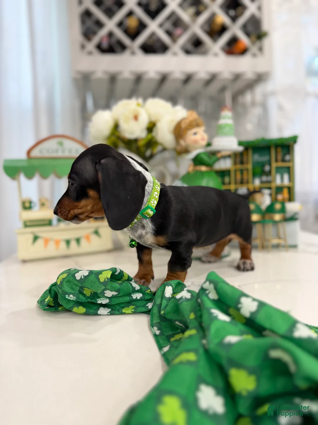 Miniature Dachshund dogs for sale: Dylan - Ad 2