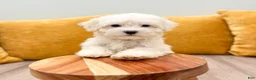 Havanese dogs for sale: Carl - Ad 3